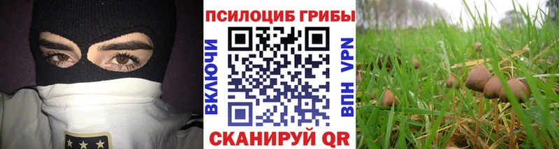 как найти   Катайск  Галлюциногенные грибы ЛСД 